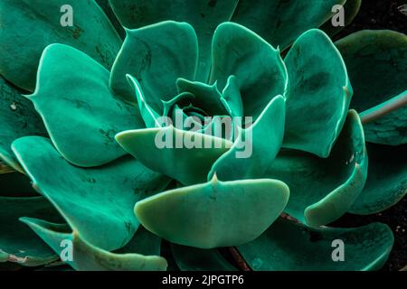 Fiori succulenti di Echeveria arancio e giallo. Fioritura di piante succulente. Foto Stock