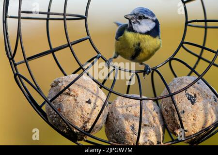 tomtit, alimentatore di uccello, seme di uccello, tomtit, alimentatori di uccello, semi di uccello Foto Stock