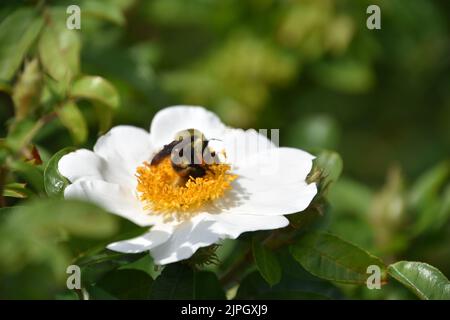 Arricciato su ape miele impollinando l'interno di una rosa bianca della spiaggia. Foto Stock