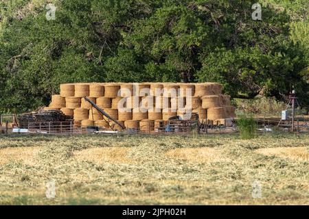 File di fieno di sorgo tagliato che asciuga in un deposito e una pila di balle di fieno arrotolate su un ranch vicino Moab, Utah. Il fieno tagliato deve essere asciutto prima di poter essere imballato. Foto Stock