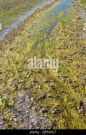 Riva quasi secca del fiume con muschio verde, vista laterale Foto Stock