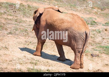 Elefante africano in habitat naturale. Foto di alta qualità Foto Stock