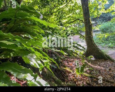 (C) Denis TRASFI / MAXPPP - à Tursac le 12-08-2022 - Château de Marzac, le Premier Chateau-fuga gioco géant dans un décor sauvage et mystérieux et sa Foto Stock