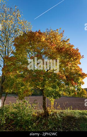 acero con fogliame colorato in autunno contro un cielo blu nuvoloso Foto Stock