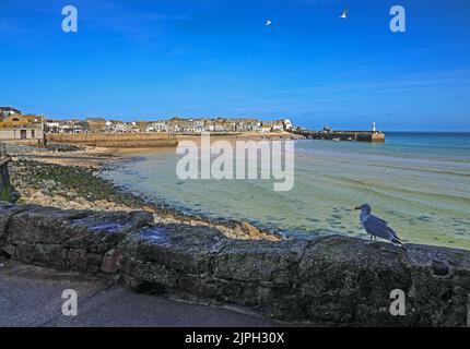 Porto e molo di St Ives con spiaggia e gabbiano all'ombra Foto Stock