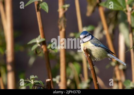 tomtit, tomtit Foto Stock