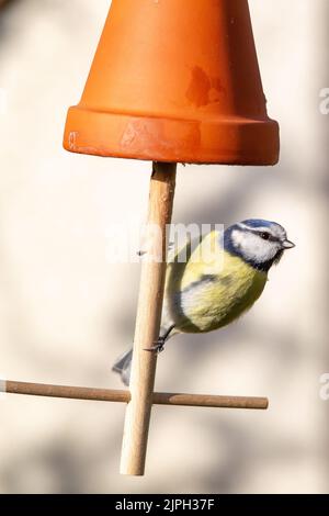 tomtit, alimentazione invernale, tomtit, alimentazione Foto Stock