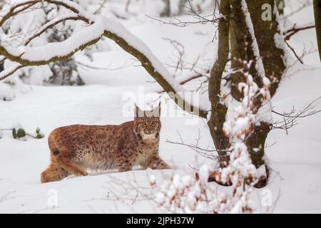 baviera, foresta bavarese, lince eurasiatica, lynx lynx, bavarias, foreste bavaresi, lynxs eurasiatica Foto Stock