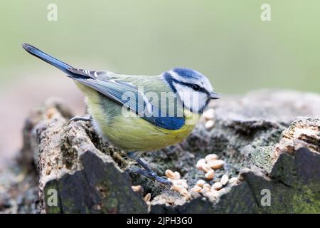 tomtit, alimentazione invernale, tomtit, alimentazione Foto Stock