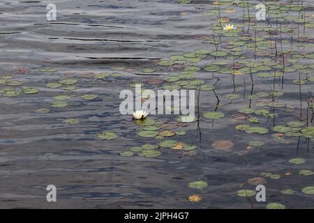 Ninfee nel Parco Nazionale la Mauricie, Quebec Foto Stock