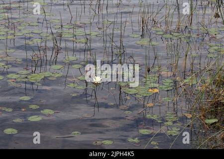 Ninfee nel Parco Nazionale la Mauricie, Quebec Foto Stock
