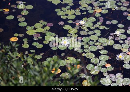 Ninfee nel Parco Nazionale la Mauricie, Quebec Foto Stock