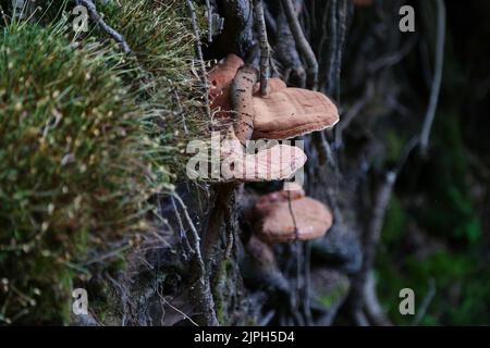 Funghi parassiti sugli alberi nel Parco Provinciale di Algonquin, Ontario Foto Stock