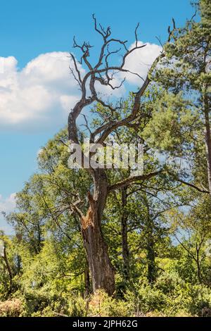 Dead Oak Tree, estate, boschi di Bovington, Bovington, Dorset, Uke Foto Stock