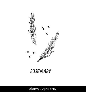 Disegno vettoriale a mano di un prodotto per la cucina italiana. Rosmarino Illustrazione Vettoriale