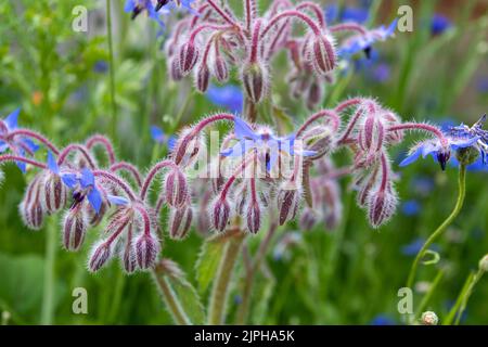 Borragine noto anche come Starflower un'erba annuale nella famiglia di piante fiorite boraginaceae originaria della regione mediterranea Foto Stock