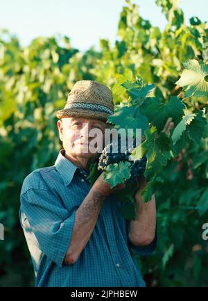 Ritratto dell'agricoltore italiano che mostra il vitigno Sangiovese. Le uve di Sangiovese sono alla base del famoso vino chianti. Foto Stock