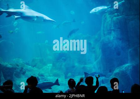 Gli squali nuotano nel grande acquario sulla silhouette nera delle persone Foto Stock