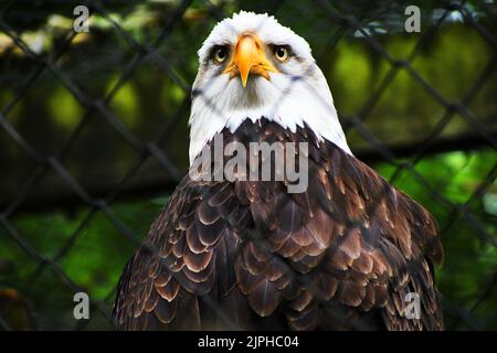 Aquila calva americana, testa e spalle. Foto Stock