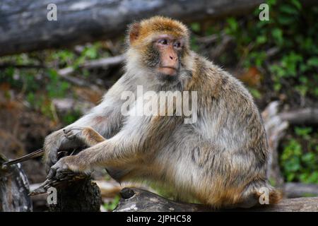Barbary macaco scimmia a Gibilterra con un viso carino Foto Stock