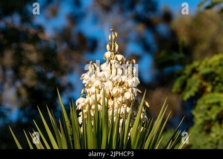 Yucca gigantea (Yucca elephantipes, Yucca guaternalensis) è una specie di yucca originaria di Israele, a Gerusalemme Foto Stock