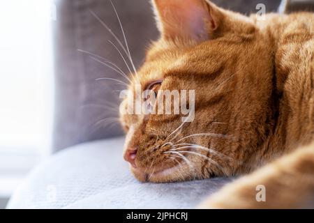Tabby gatto rosso si trova con gli occhi aperti sul divano Foto Stock