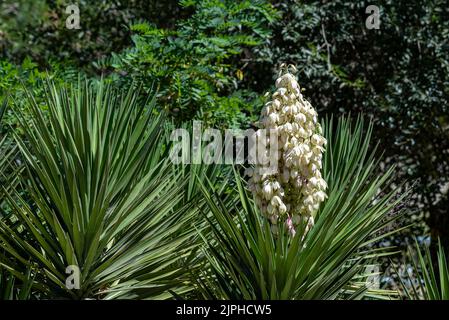 Yucca gigantea (Yucca elephantipes, Yucca guaternalensis) è una specie di yucca originaria di Israele, a Gerusalemme Foto Stock