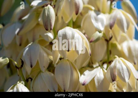 Yucca gigantea (Yucca elephantipes, Yucca guaternalensis) è una specie di yucca originaria di Israele, a Gerusalemme Foto Stock