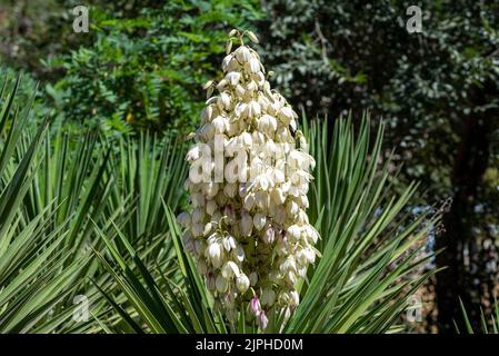 Yucca gigantea (Yucca elephantipes, Yucca guaternalensis) è una specie di yucca originaria di Israele, a Gerusalemme Foto Stock