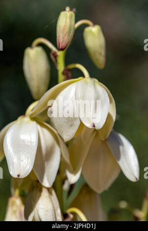 Yucca gigantea (Yucca elephantipes, Yucca guaternalensis) è una specie di yucca originaria di Israele, a Gerusalemme Foto Stock