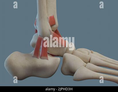 Anatomia dell'articolazione della caviglia umana, compresi legamenti e ossa. Foto Stock