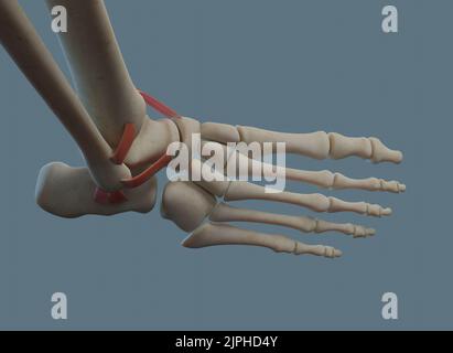 Anatomia dell'articolazione della caviglia umana, compresi legamenti e ossa. Vista dorsale. Foto Stock