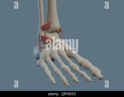 Anatomia dell'articolazione della caviglia umana, compresi legamenti e ossa. Foto Stock