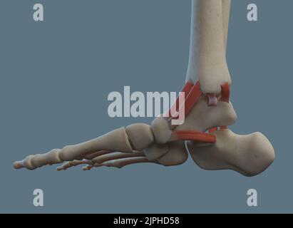 Anatomia dell'articolazione della caviglia umana, compresi legamenti e ossa. Vista mediale. Foto Stock