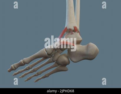 Anatomia dell'articolazione della caviglia umana, compresi legamenti e ossa. Vista mediale. Foto Stock