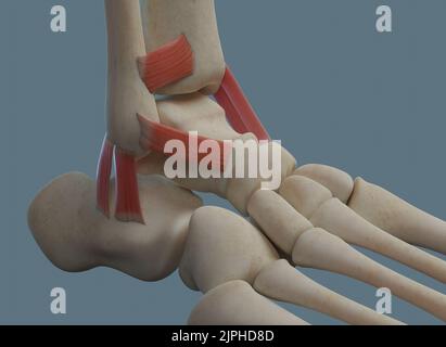 Anatomia dell'articolazione della caviglia umana, compresi legamenti e ossa. Vista laterale. Foto Stock