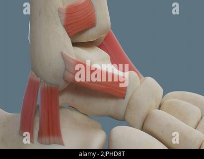 Anatomia dell'articolazione della caviglia umana, compresi legamenti e ossa. Vista laterale. Foto Stock