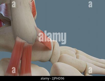 Anatomia dell'articolazione della caviglia umana, compresi legamenti e ossa. Vista laterale. Foto Stock