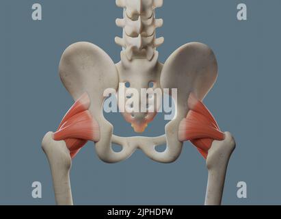 Anatomia dell'articolazione dell'anca, compresi legamenti e ossa. Vista posteriore. Foto Stock