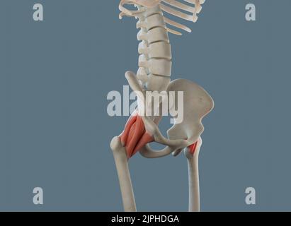 Anatomia dell'articolazione dell'anca, compresi legamenti e attacchi muscolari. Foto Stock