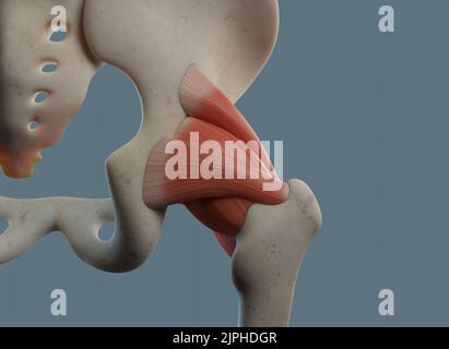 Anatomia dell'articolazione dell'anca, compresi legamenti e attacchi muscolari. Foto Stock