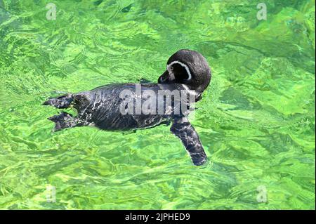 Vienna, Austria. Pinguino Humboldt (Spheniscus humboldti) nello zoo di Schönbrunn Foto Stock