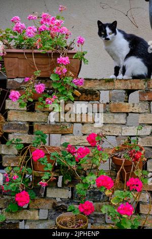 Francia, Cher (18), Henrichemont, la Borne, villaggio di vasai Foto Stock