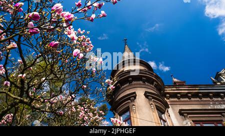Un albero di magnolia fiorente contro un vecchio edificio con una bella architettura Foto Stock