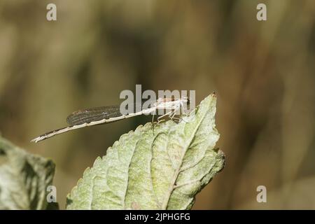 Comune Damselfly invernale (Sympecma fusca). Famiglia spalmabili (Lestidae). Su una foglia. Sbiadito giardino olandese sullo sfondo. Estate, agosto. Foto Stock