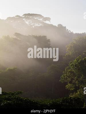 Paesaggio di Panama con foresta pluviale umida e misteriosa all'alba nel parco nazionale di Soberania, provincia di Colon, Repubblica di Panama, America Centrale. Foto Stock