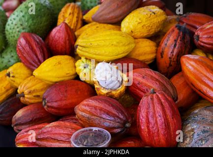 Bacelli di cacao, uno aperto che mostra i semi, Hawaii Foto Stock