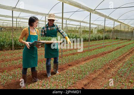 Lavoratori allegri che piantano vari fiori in serra Foto Stock