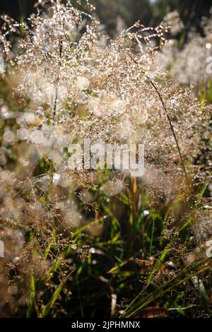 Rugiada mattutina e gocce d'acqua sulle ragnatele in primo piano Foto Stock