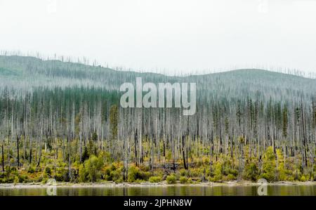 Ricrescita della foresta di conifere lungo la riva del lago McDonald del Glacier National Park dopo un incendio nella foresta. Foto Stock